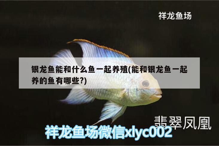 銀龍魚能和什么魚一起養(yǎng)殖(能和銀龍魚一起養(yǎng)的魚有哪些?) 銀龍魚百科