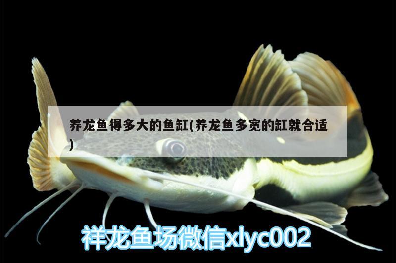 養(yǎng)龍魚得多大的魚缸(養(yǎng)龍魚多寬的缸就合適) 黃金貓魚