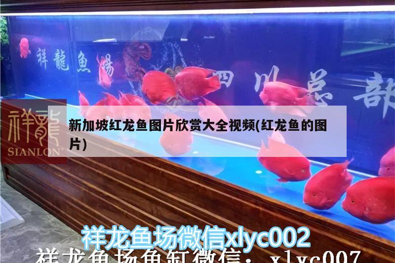 新加坡紅龍魚圖片欣賞大全視頻(紅龍魚的圖片)