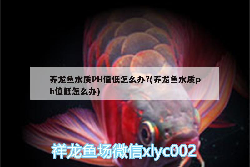 養(yǎng)龍魚水質(zhì)PH值低怎么辦?(養(yǎng)龍魚水質(zhì)ph值低怎么辦)