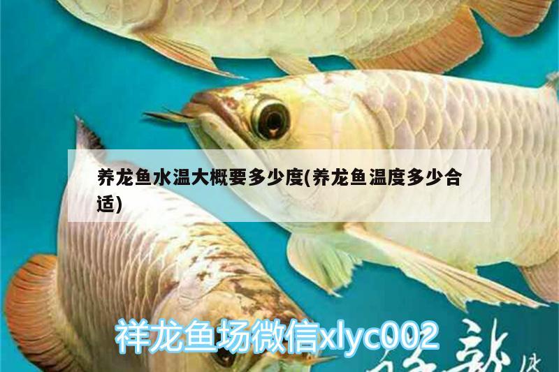 養(yǎng)龍魚水溫大概要多少度(養(yǎng)龍魚溫度多少合適)