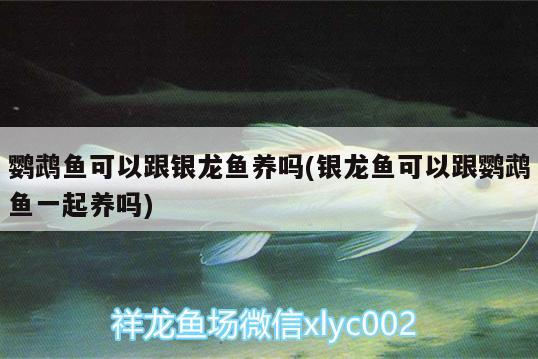 鸚鵡魚可以跟銀龍魚養(yǎng)嗎(銀龍魚可以跟鸚鵡魚一起養(yǎng)嗎) 鸚鵡魚