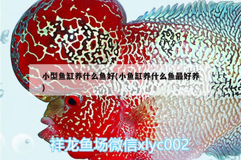 小型魚缸養(yǎng)什么魚好(小魚缸養(yǎng)什么魚最好養(yǎng))