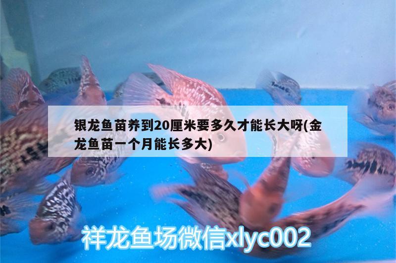 銀龍魚苗養(yǎng)到20厘米要多久才能長大呀(金龍魚苗一個(gè)月能長多大) 銀龍魚百科