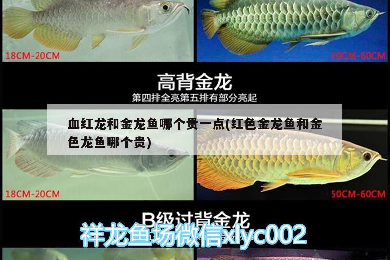 血紅龍和金龍魚哪個(gè)貴一點(diǎn)(紅色金龍魚和金色龍魚哪個(gè)貴) 魚缸清潔用具