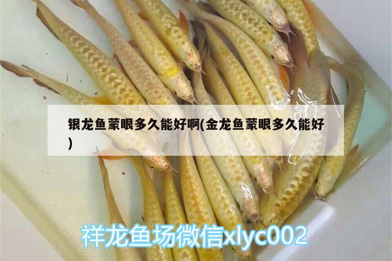 銀龍魚蒙眼多久能好啊(金龍魚蒙眼多久能好)