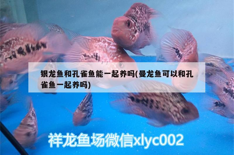 銀龍魚和孔雀魚能一起養(yǎng)嗎(曼龍魚可以和孔雀魚一起養(yǎng)嗎) 銀龍魚