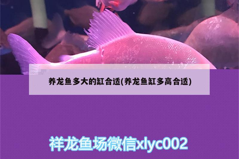 養(yǎng)龍魚多大的缸合適(養(yǎng)龍魚缸多高合適) 生態(tài)瓶/創(chuàng)意缸/桌面微景缸