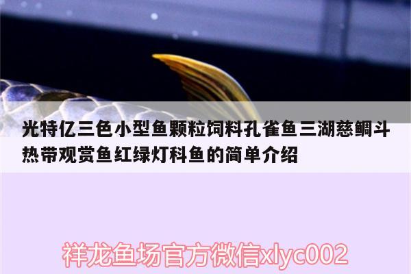 光特億三色小型魚(yú)顆粒飼料孔雀魚(yú)三湖慈鯛斗熱帶觀賞魚(yú)紅綠燈科魚(yú)的簡(jiǎn)單介紹