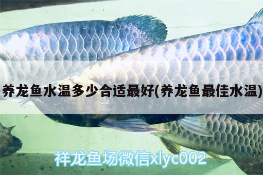 養(yǎng)龍魚水溫多少合適最好(養(yǎng)龍魚最佳水溫)