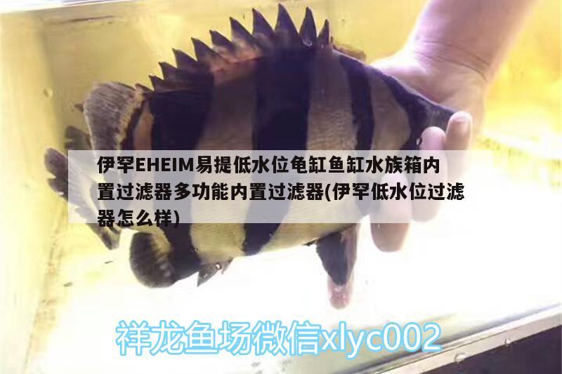 伊罕EHEIM易提低水位龜缸魚(yú)缸水族箱內(nèi)置過(guò)濾器多功能內(nèi)置過(guò)濾器(伊罕低水位過(guò)濾器怎么樣) 烏龜