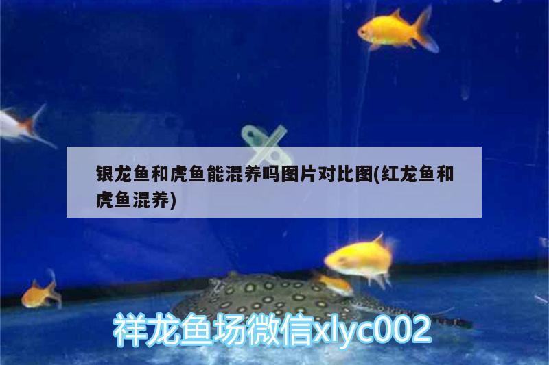 銀龍魚和虎魚能混養(yǎng)嗎圖片對比圖(紅龍魚和虎魚混養(yǎng)) 虎魚百科