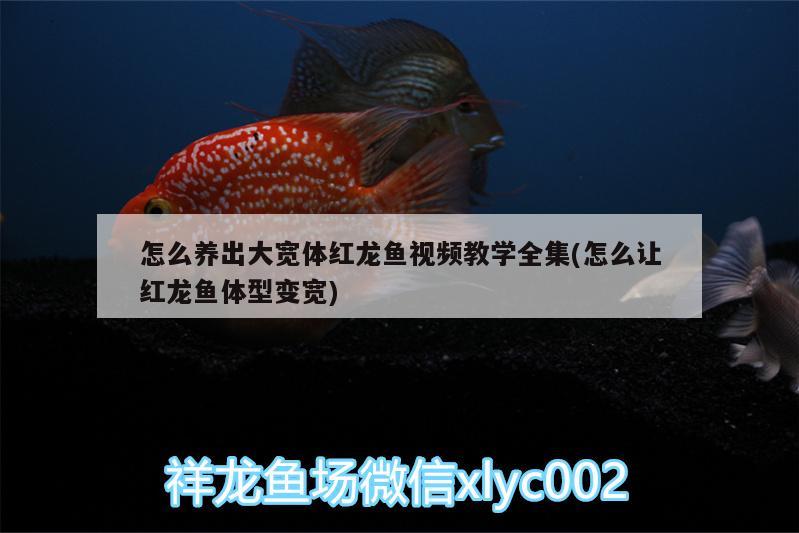 怎么養(yǎng)出大寬體紅龍魚視頻教學(xué)全集(怎么讓紅龍魚體型變寬) 元寶鯽