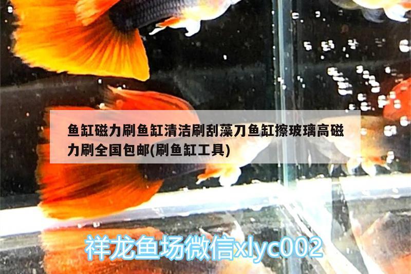 魚缸磁力刷魚缸清潔刷刮藻刀魚缸擦玻璃高磁力刷全國(guó)包郵(刷魚缸工具)