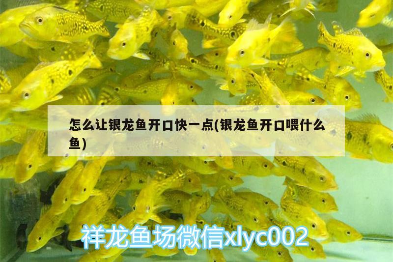 怎么讓銀龍魚(yú)開(kāi)口快一點(diǎn)(銀龍魚(yú)開(kāi)口喂什么魚(yú))