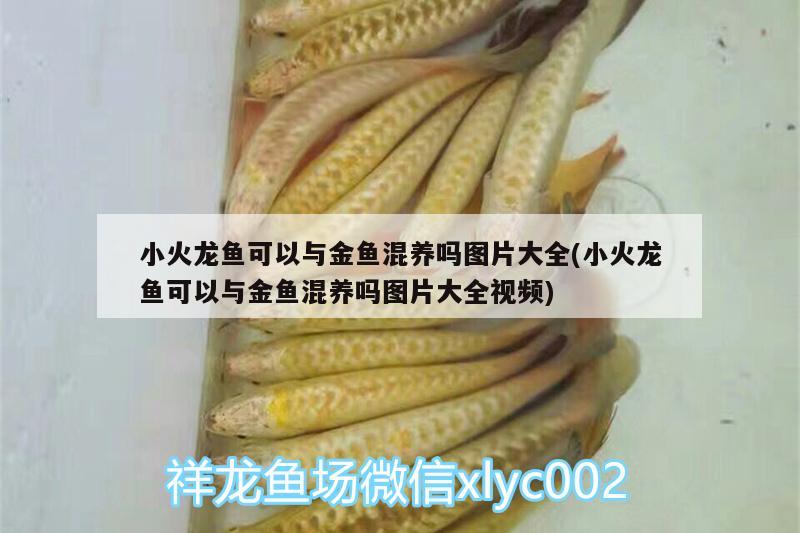 小火龍魚(yú)可以與金魚(yú)混養(yǎng)嗎圖片大全(小火龍魚(yú)可以與金魚(yú)混養(yǎng)嗎圖片大全視頻) 鸚鵡魚(yú)