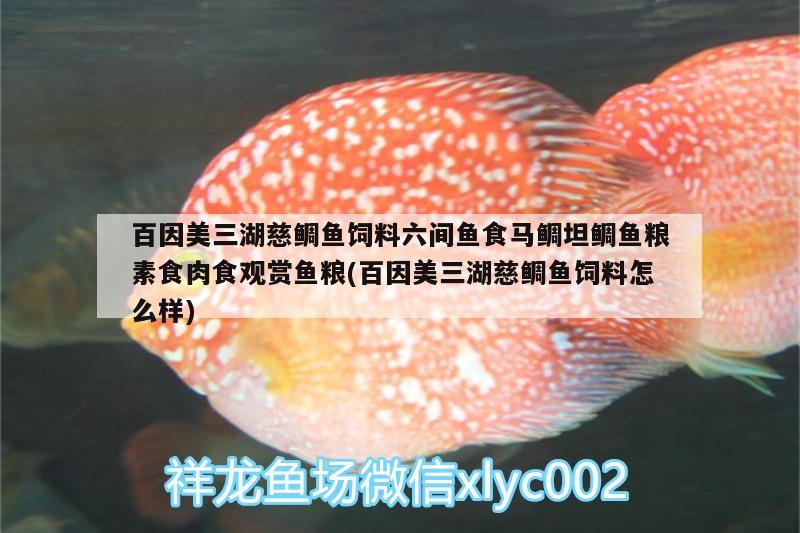 銀龍魚眼睛有白膜怎么辦圖片大全(銀龍魚眼睛長白膜是什么原因) 銀龍魚