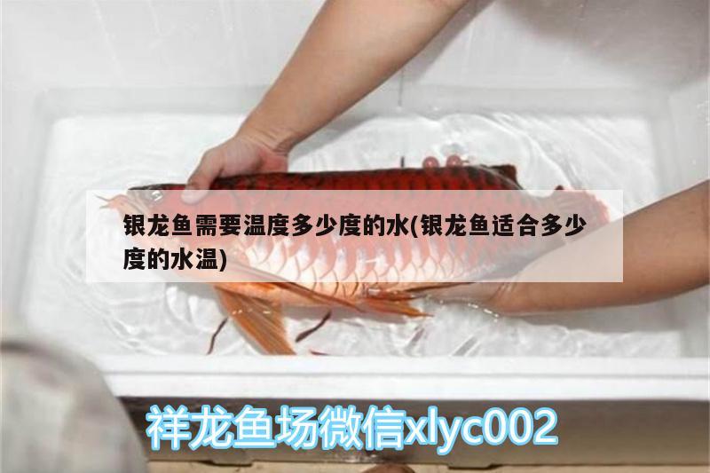 銀龍魚(yú)需要溫度多少度的水(銀龍魚(yú)適合多少度的水溫)