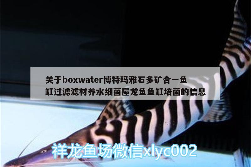 關于boxwater博特瑪雅石多礦合一魚缸過濾濾材養(yǎng)水細菌屋龍魚魚缸培菌的信息 博特水族