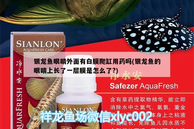 銀龍魚眼睛外面有白膜爬缸用藥嗎(銀龍魚的眼睛上長了一層膜是怎么了?) 銀龍魚