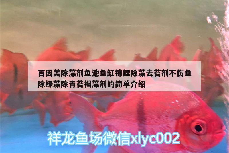 百因美除藻劑魚池魚缸錦鯉除藻去苔劑不傷魚除綠藻除青苔褐藻劑的簡單介紹 廣州水族器材濾材批發(fā)市場