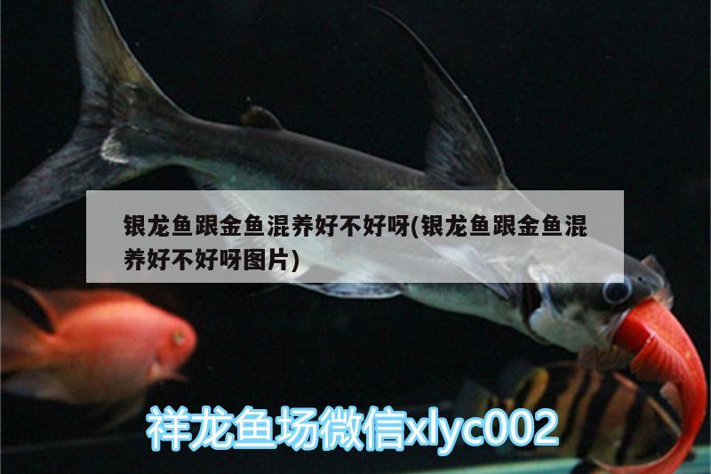 銀龍魚跟金魚混養(yǎng)好不好呀(銀龍魚跟金魚混養(yǎng)好不好呀圖片) 銀龍魚