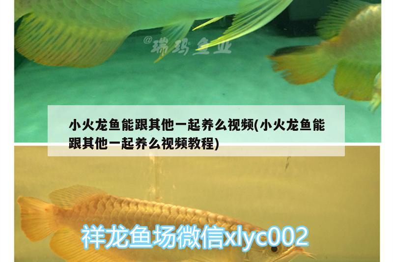 小火龍魚能跟其他一起養(yǎng)么視頻(小火龍魚能跟其他一起養(yǎng)么視頻教程) 申古銀版魚