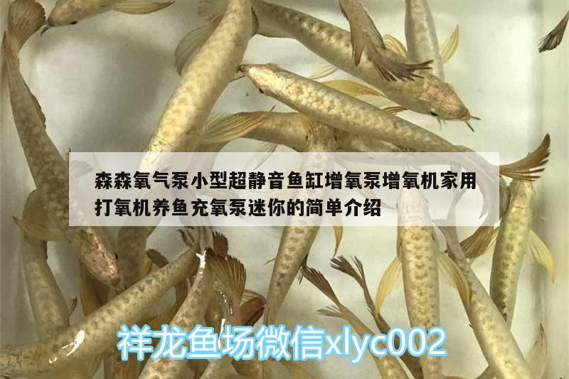 森森氧氣泵小型超靜音魚缸增氧泵增氧機家用打氧機養(yǎng)魚充氧泵迷你的簡單介紹 廣州水族器材濾材批發(fā)市場