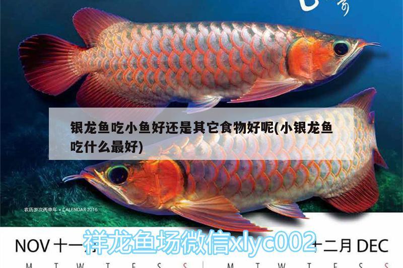 銀龍魚吃小魚好還是其它食物好呢(小銀龍魚吃什么最好) 銀龍魚百科