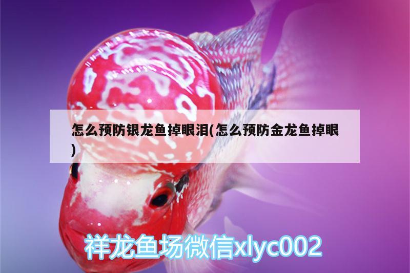 怎么預(yù)防銀龍魚掉眼淚(怎么預(yù)防金龍魚掉眼) 銀龍魚百科