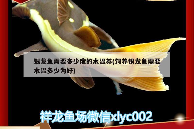 銀龍魚需要多少度的水溫養(yǎng)(飼養(yǎng)銀龍魚需要水溫多少為好) 銀龍魚