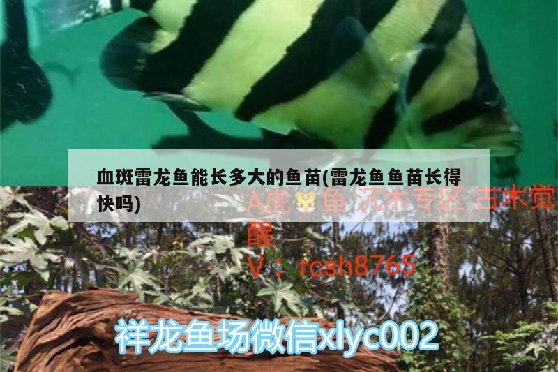 血斑雷龍魚能長多大的魚苗(雷龍魚魚苗長得快嗎)