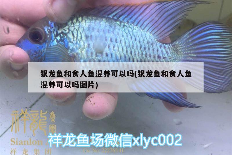 銀龍魚和食人魚混養(yǎng)可以嗎(銀龍魚和食人魚混養(yǎng)可以嗎圖片) 食人魚（水虎）