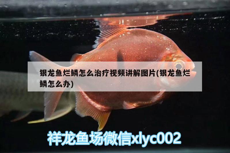 銀龍魚爛鱗怎么治療視頻講解圖片(銀龍魚爛鱗怎么辦)