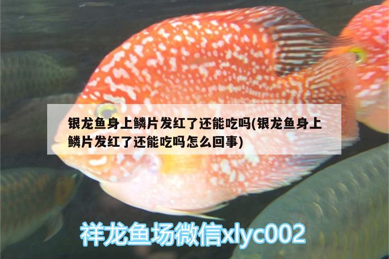 銀龍魚身上鱗片發(fā)紅了還能吃嗎(銀龍魚身上鱗片發(fā)紅了還能吃嗎怎么回事) 銀龍魚百科