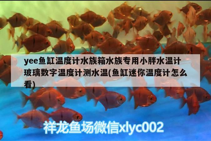 yee魚缸溫度計水族箱水族專用小胖水溫計玻璃數(shù)字溫度計測水溫(魚缸迷你溫度計怎么看) yee