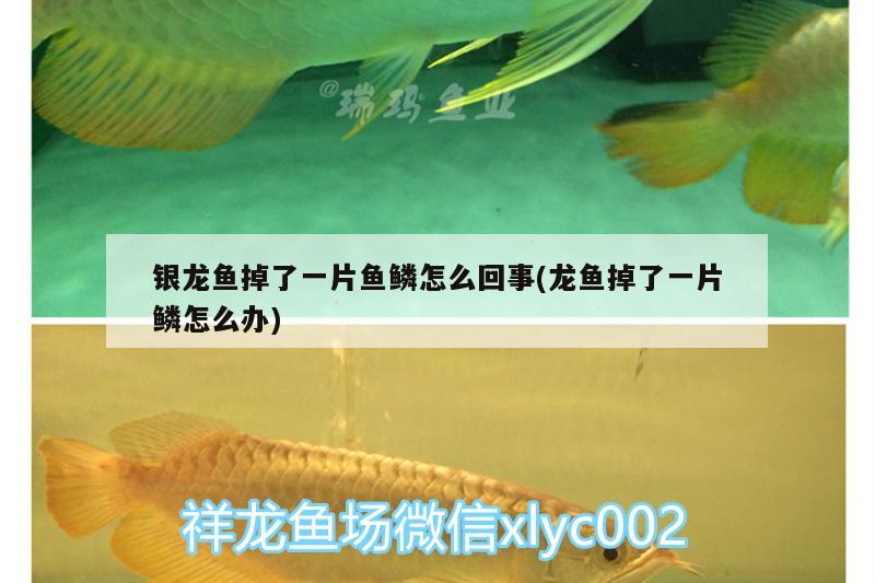 銀龍魚(yú)掉了一片魚(yú)鱗怎么回事(龍魚(yú)掉了一片鱗怎么辦)