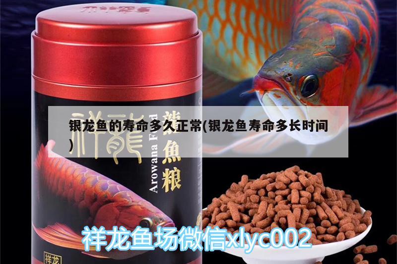 銀龍魚的壽命多久正常(銀龍魚壽命多長時間) 銀龍魚百科