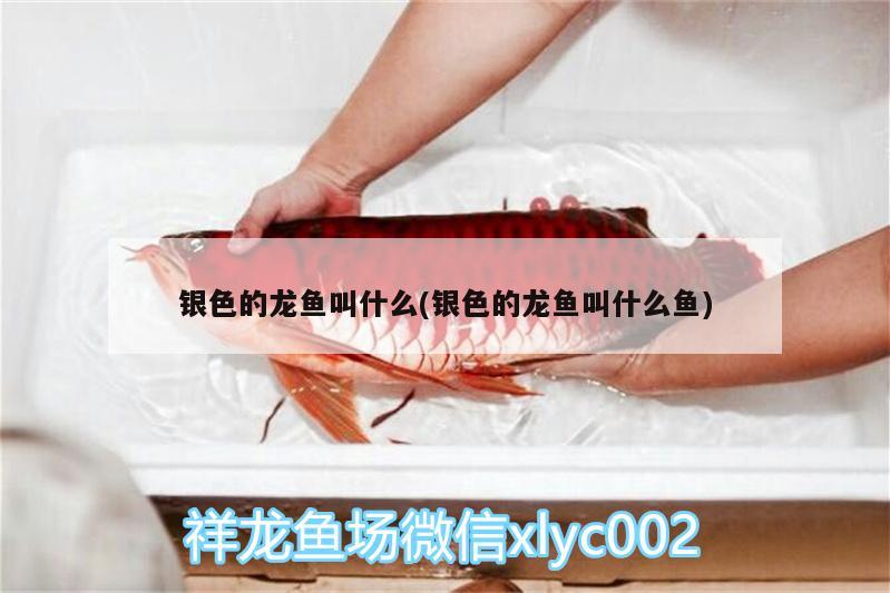 銀色的龍魚叫什么(銀色的龍魚叫什么魚) 水族燈（魚缸燈）