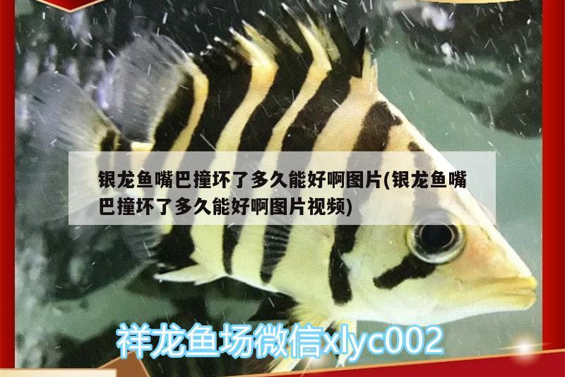 銀龍魚嘴巴撞壞了多久能好啊圖片(銀龍魚嘴巴撞壞了多久能好啊圖片視頻) 銀龍魚