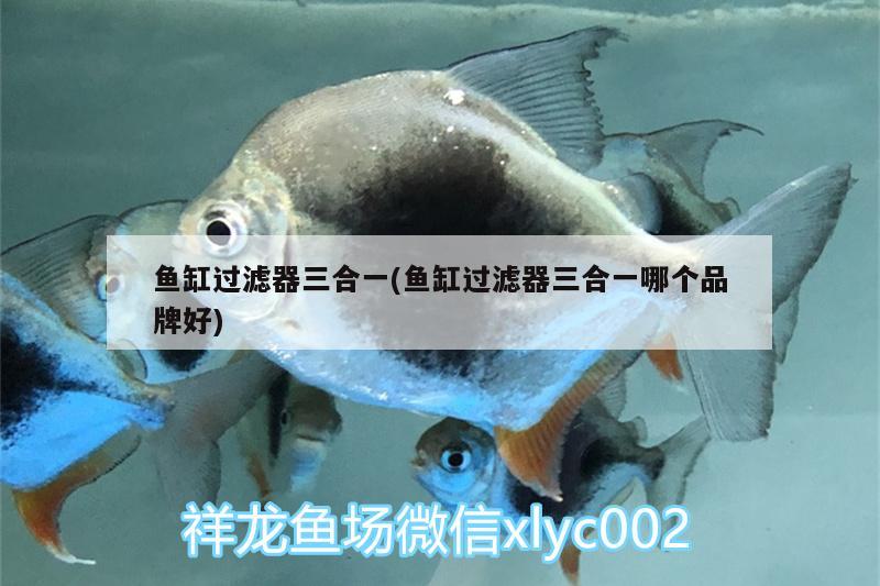 魚缸過濾器三合一(魚缸過濾器三合一哪個品牌好) 龍魚批發(fā)