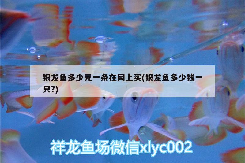 銀龍魚多少元一條在網(wǎng)上買(銀龍魚多少錢一只?) 銀龍魚百科