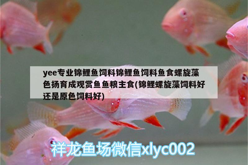 yee專業(yè)錦鯉魚飼料錦鯉魚飼料魚食螺旋藻色揚育成觀賞魚魚糧主食(錦鯉螺旋藻飼料好還是原色飼料好)