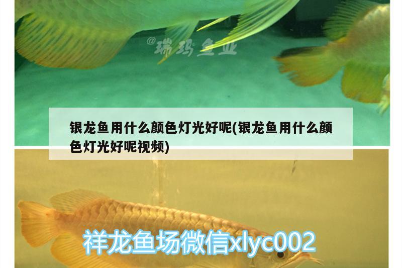 銀龍魚用什么顏色燈光好呢(銀龍魚用什么顏色燈光好呢視頻) 銀龍魚