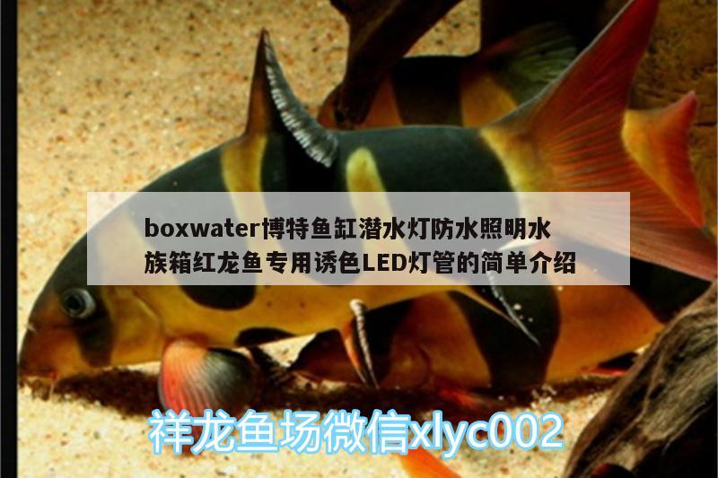 boxwater博特魚缸潛水燈防水照明水族箱紅龍魚專用誘色LED燈管的簡單介紹 博特水族