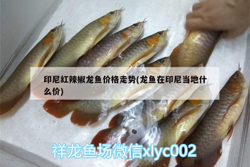 印尼紅辣椒龍魚價格走勢(龍魚在印尼當(dāng)?shù)厥裁磧r) 銀古魚苗