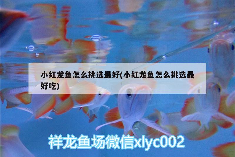 小紅龍魚怎么挑選最好(小紅龍魚怎么挑選最好吃) 斑馬鴨嘴魚