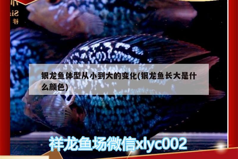 銀龍魚體型從小到大的變化(銀龍魚長大是什么顏色) 銀龍魚