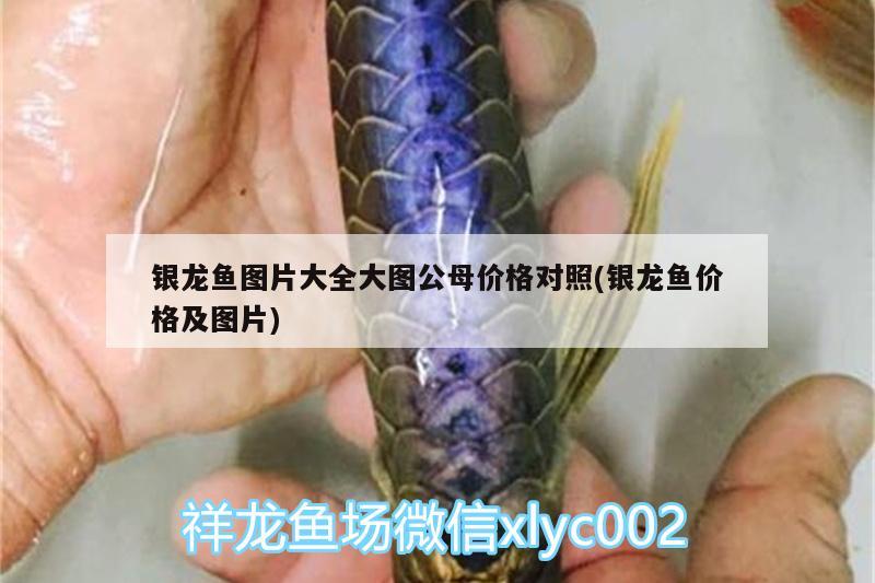 銀龍魚圖片大全大圖公母價格對照(銀龍魚價格及圖片) 銀龍魚