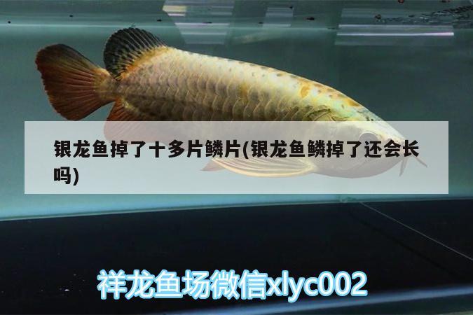 銀龍魚掉了十多片鱗片(銀龍魚鱗掉了還會(huì)長(zhǎng)嗎)